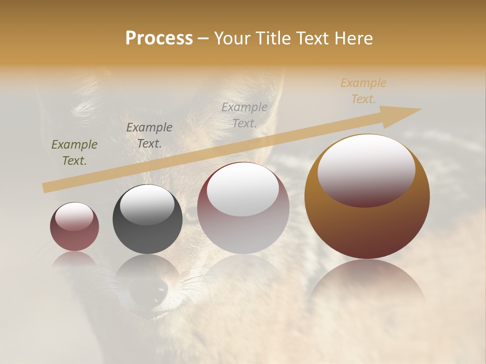 Silverbacked Canid Dog PowerPoint Template
