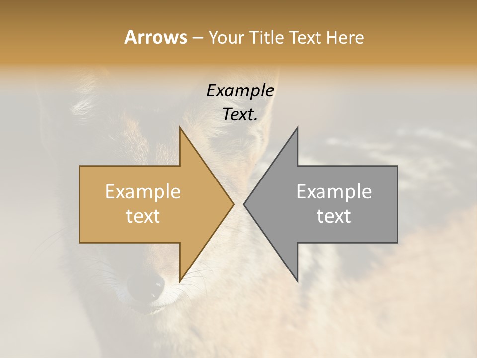 Silverbacked Canid Dog PowerPoint Template