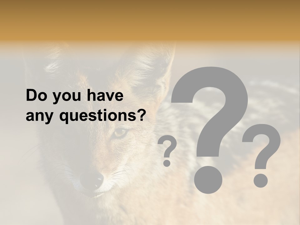 Silverbacked Canid Dog PowerPoint Template