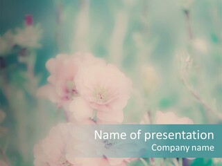 Beautiful Flowers Mossrose Closeup PowerPoint Template