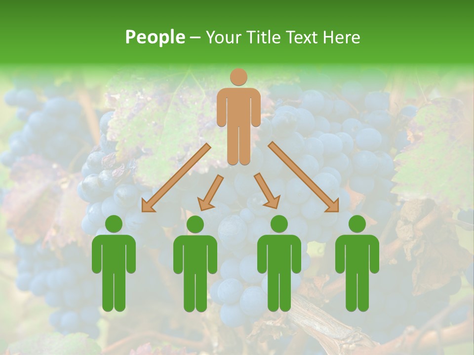 Variety Sweet Mendoza PowerPoint Template