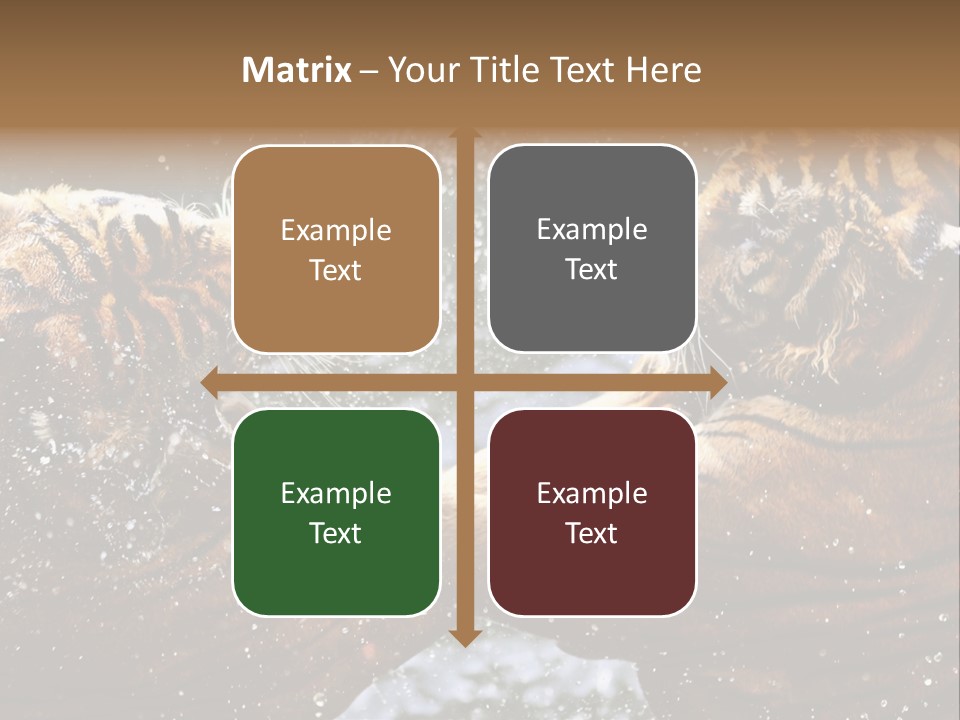 Action Wildlife Displeased PowerPoint Template