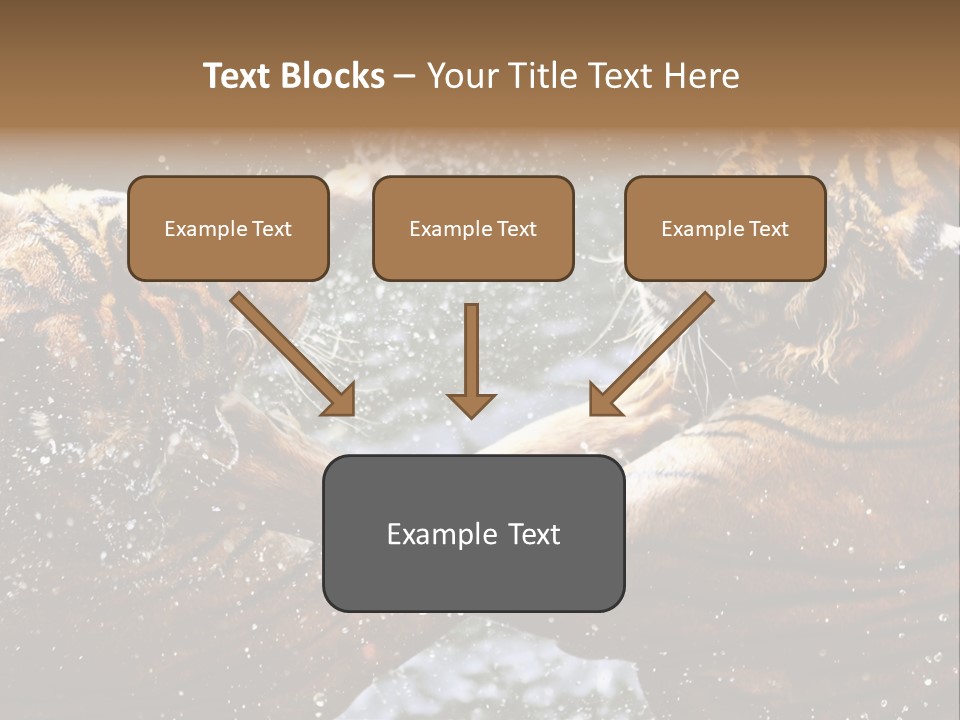 Action Wildlife Displeased PowerPoint Template