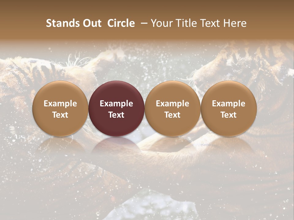 Action Wildlife Displeased PowerPoint Template