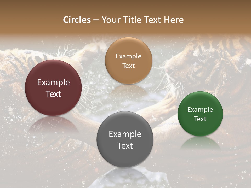 Action Wildlife Displeased PowerPoint Template