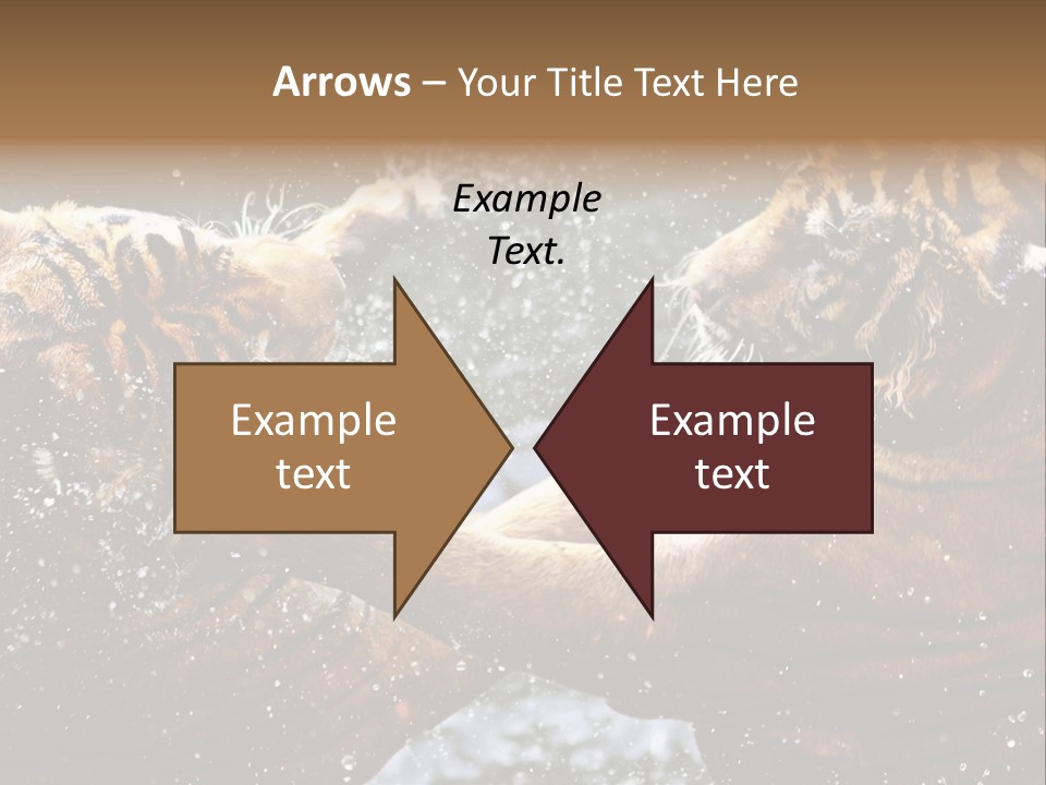 Action Wildlife Displeased PowerPoint Template