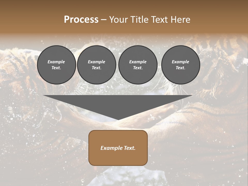 Action Wildlife Displeased PowerPoint Template