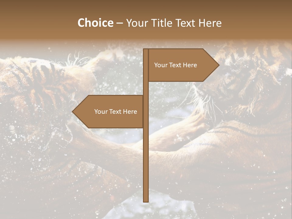 Action Wildlife Displeased PowerPoint Template