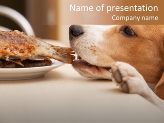 Fish Beagle Puppy PowerPoint Template