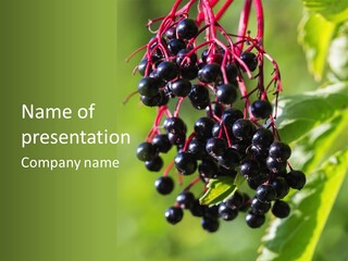 Berry Fruit Elderberry Black PowerPoint Template