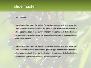 Berry Fruit Elderberry Black PowerPoint Template