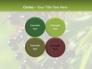 Berry Fruit Elderberry Black PowerPoint Template