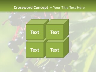 Berry Fruit Elderberry Black PowerPoint Template