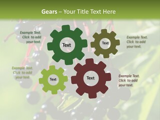 Berry Fruit Elderberry Black PowerPoint Template
