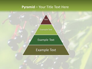 Berry Fruit Elderberry Black PowerPoint Template