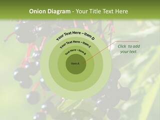 Berry Fruit Elderberry Black PowerPoint Template