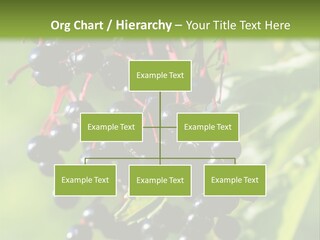 Berry Fruit Elderberry Black PowerPoint Template