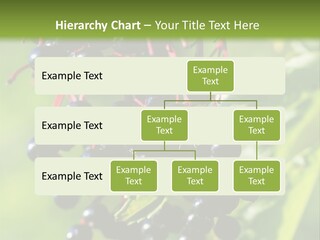 Berry Fruit Elderberry Black PowerPoint Template