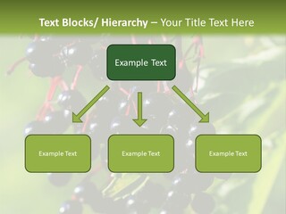 Berry Fruit Elderberry Black PowerPoint Template