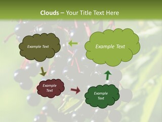 Berry Fruit Elderberry Black PowerPoint Template
