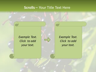 Berry Fruit Elderberry Black PowerPoint Template