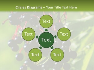 Berry Fruit Elderberry Black PowerPoint Template