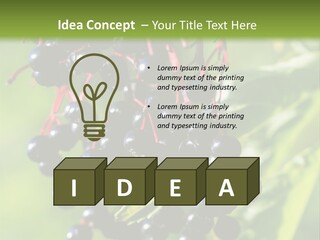 Berry Fruit Elderberry Black PowerPoint Template