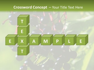 Berry Fruit Elderberry Black PowerPoint Template