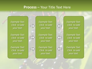 Berry Fruit Elderberry Black PowerPoint Template