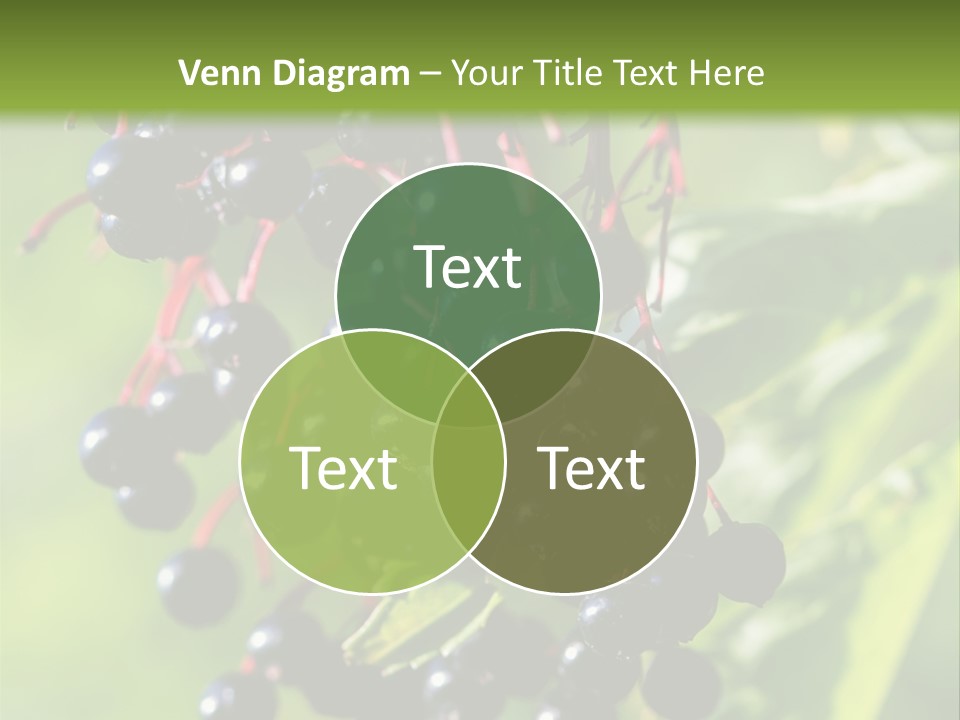 Berry Fruit Elderberry Black PowerPoint Template