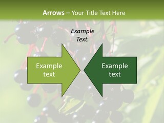 Berry Fruit Elderberry Black PowerPoint Template