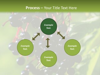 Berry Fruit Elderberry Black PowerPoint Template