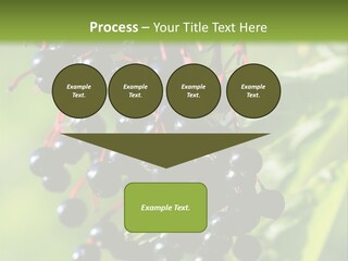 Berry Fruit Elderberry Black PowerPoint Template