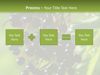 Berry Fruit Elderberry Black PowerPoint Template