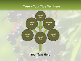 Berry Fruit Elderberry Black PowerPoint Template