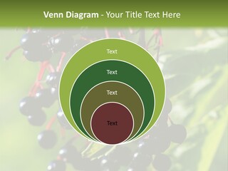 Berry Fruit Elderberry Black PowerPoint Template