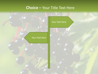 Berry Fruit Elderberry Black PowerPoint Template