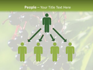 Berry Fruit Elderberry Black PowerPoint Template