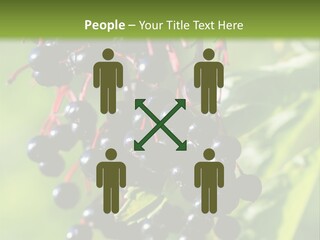 Berry Fruit Elderberry Black PowerPoint Template