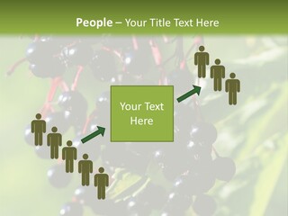 Berry Fruit Elderberry Black PowerPoint Template