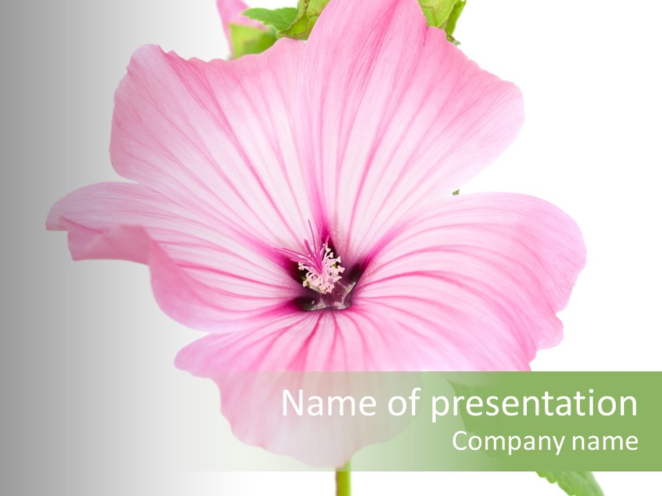 White Isolated On White Pink PowerPoint Template