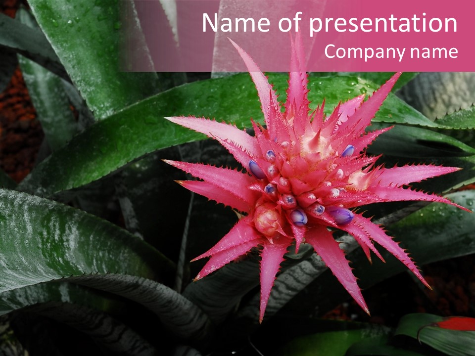 Pink Garden Plant PowerPoint Template