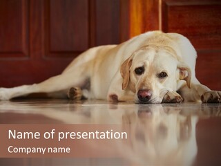 Patience Yellow Labrador Retriever House PowerPoint Template