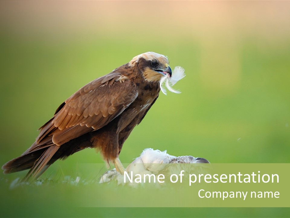 Accipitral Falconiformes Western Marsh Harrier PowerPoint Template
