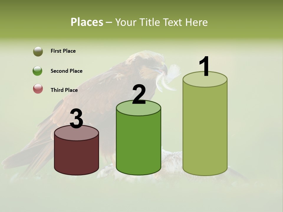Accipitral Falconiformes Western Marsh Harrier PowerPoint Template