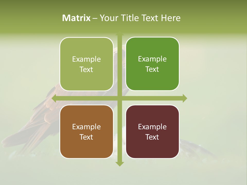 Accipitral Falconiformes Western Marsh Harrier PowerPoint Template