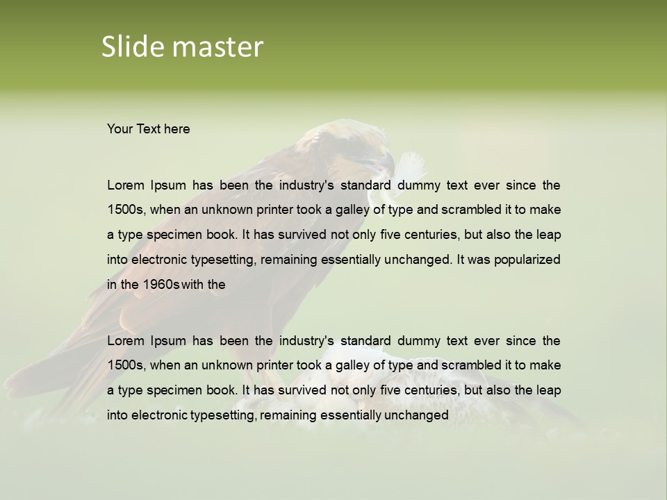 Accipitral Falconiformes Western Marsh Harrier PowerPoint Template