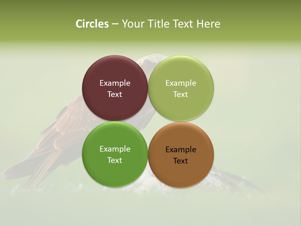 Accipitral Falconiformes Western Marsh Harrier PowerPoint Template