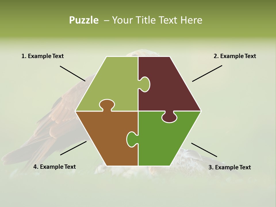 Accipitral Falconiformes Western Marsh Harrier PowerPoint Template