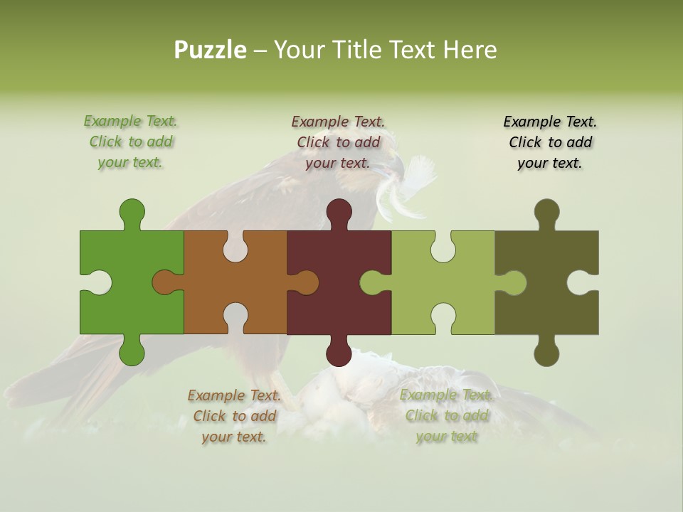 Accipitral Falconiformes Western Marsh Harrier PowerPoint Template